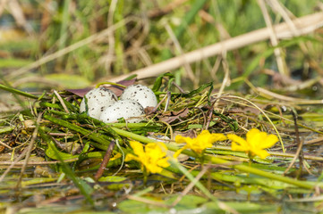 Bird eggs in a nest.