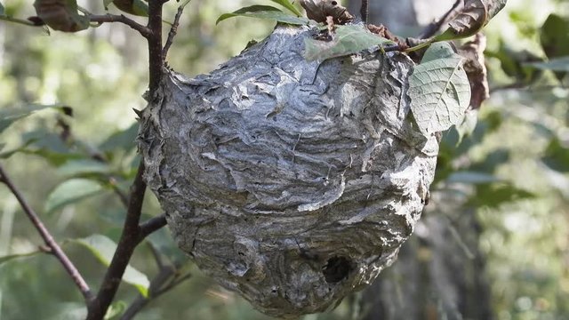 Round nest of paper wasp on branch (live)

