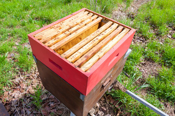 Open hive, beekeeping