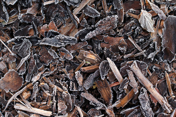 Frosted wood bark in forest floor. Forest soil texture background.
