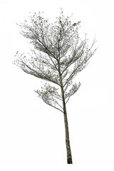 A separate tree on a white background, a collection of trees,cutting paths.