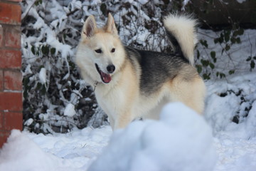 Snow Dog