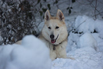 Snow Dog