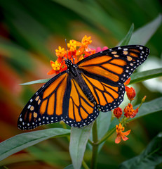 I Am Monarch, Always On The Go Wherever I Go.  Except For That Time In Mexico. 