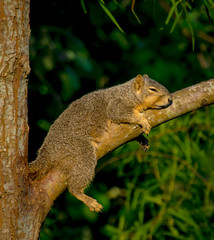 Squirrel Nap