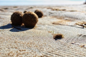 Dry oceanic posidonia seaweed balls on the beach and sand texture