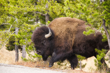 Fototapeta premium Buffalo in the Shrubs 3