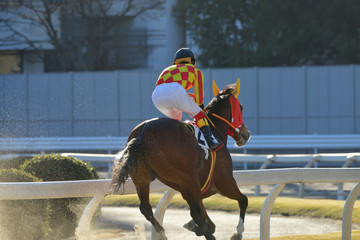 race horse