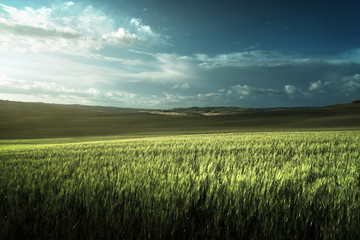 Plakat Green field of wheat in Tuscany, Italy