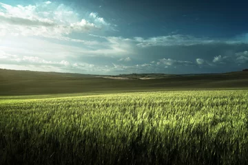 Fototapete Land Grünes Weizenfeld in der Toskana, Italien