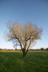 Obraz premium Rural setting at sunrise with trees and ruin