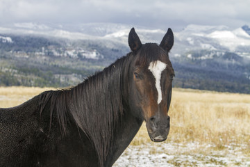 Fototapeta na wymiar dark brown horse head with white blaze, Wyoming