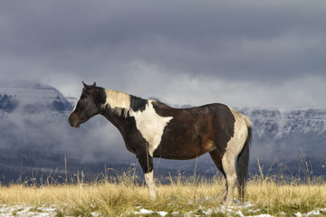 pinto horse standing in grassy field, snow on Wyoming mountains