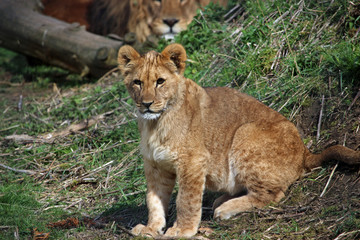 Fototapeta na wymiar Cub and adult male lion