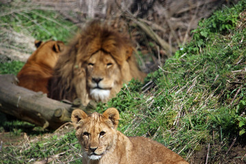 Fototapeta na wymiar Cub and adult lions