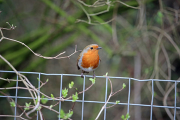 Robin on wire fence