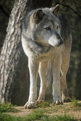 Wolf standing by a tree
