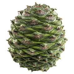 Bunya Pine Cone © Downunderphoto
