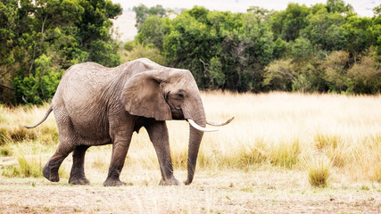 Obraz premium African Elephant Walking to Side in Kenya