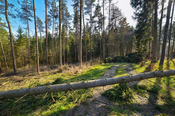 Umgefallener Baum liegt auf dem Waldweg