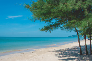 Green pine trees on sand beach with beautiful seascape view and blue sky in the background at Chao Lao Beach, Chanthaburi Province, Thailand.