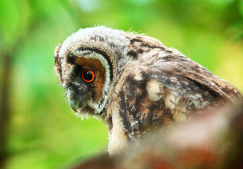 long eared owl