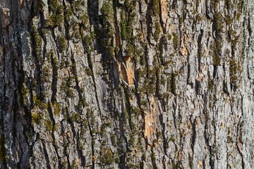 Tree Trunk Closeup