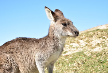 Kangaroo at the Beach