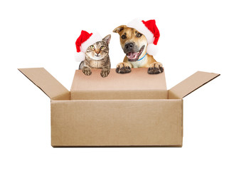 happy Cat and Dog Over Over Empty Box With Santa Hats