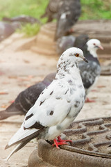 Motley pigeons sits on the fence on the street