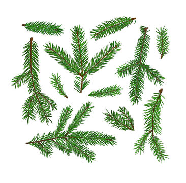 Set of fir tree branches isolated on white background. Christmas, new year symbol.