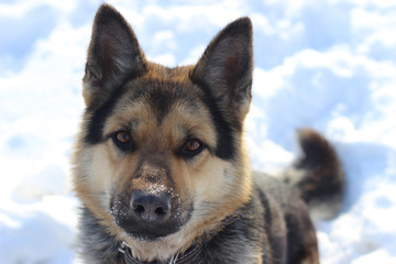 German Shepherd in the snow. year of the dog