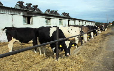 Holstein dairy cows eat feed on the farm.