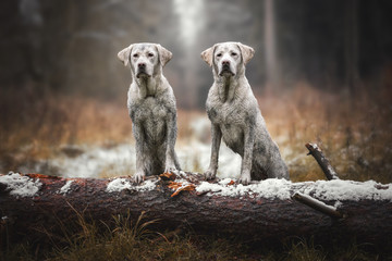 Zwei junge dreckige labrador retriever hunde welpen voller Schlamm im Wald 