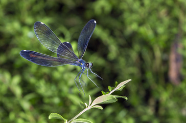 Ebony jewelwing (Calopterix maculate) landing on a leaf, Georgia, USA