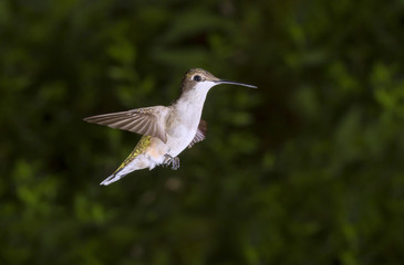 Female  ruby-throated hummingbird (Archilochus colubris) flying, Georgia, USA.