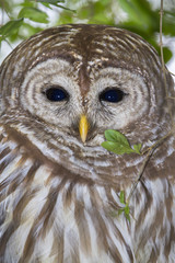 Barred owl (Strix varia) portrait (Georgia, USA).