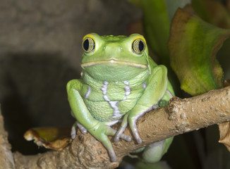Waxy monkey leaf frog (Phyllomedusa sauvagii) portrait. Captive