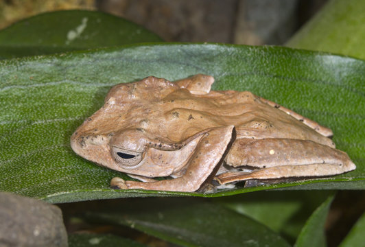 File-eared tree frog or bony-headed flying frog (Polypedates otilophus) hiding on a leaf. Captive