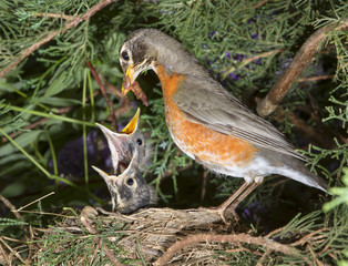 Female American robin (Turdus migratorius) feeding nestlings in the nest (Georgia, USA).