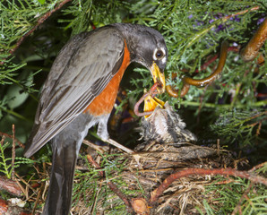 Male American robin (Turdus migratorius) feeding nestlings in the nest (Georgia, USA).