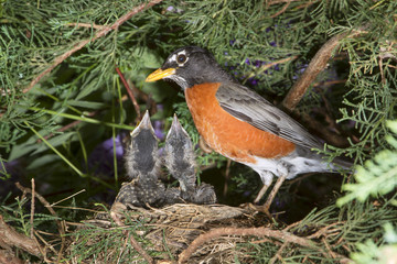 Male American robin (Turdus migratorius) feeding nestlings in the nest (Georgia, USA).