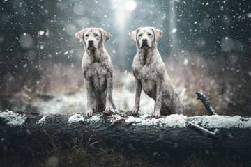 Zwei junge dreckige labrador retriever hunde welpen voller Schlamm im Wald - Winter