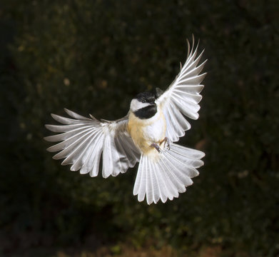 Carolina chickadee (Poecile carolinensis) flying, Georgia, USA.