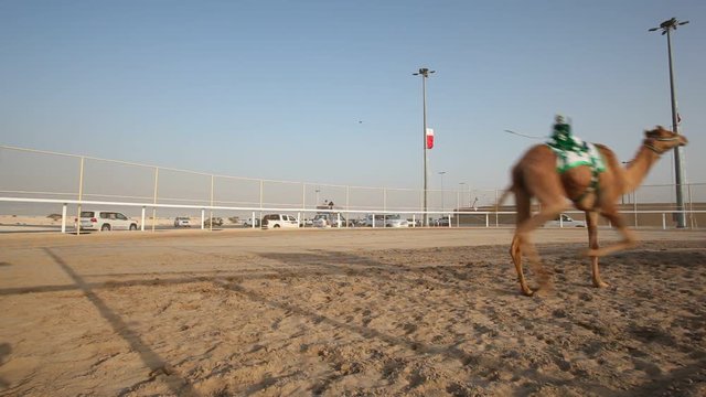 Traditional camel race in Doha, Qatar, Middle East
