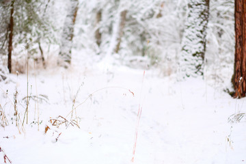 The branches under the cap of snow on the foreground of the winter forest.