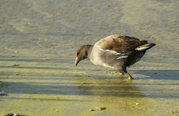 Aves en el parque de Salburua, Spain