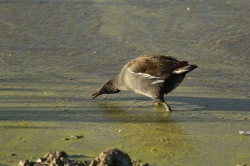 Aves en el parque de Salburua, Spain