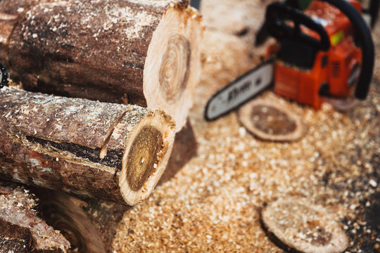 Wood cut log by Sawmill forest environmental destruction industry