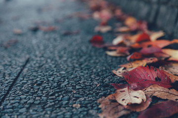 autumn fall season dried leaf drop on the ground nature background